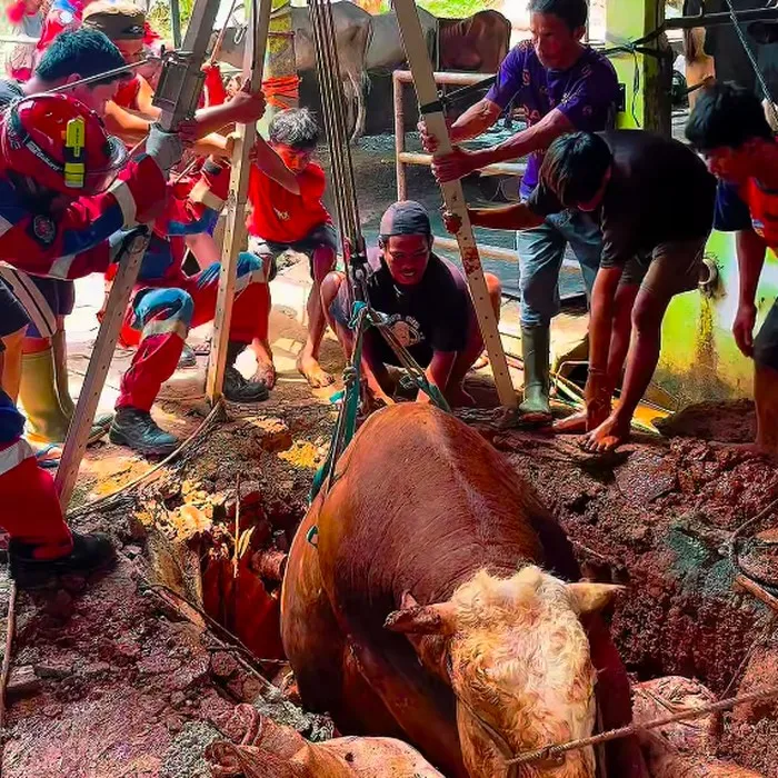 Evakuasi sapi 800 kg terperosok ke septic tank oleh petugas damkar di Cipayung