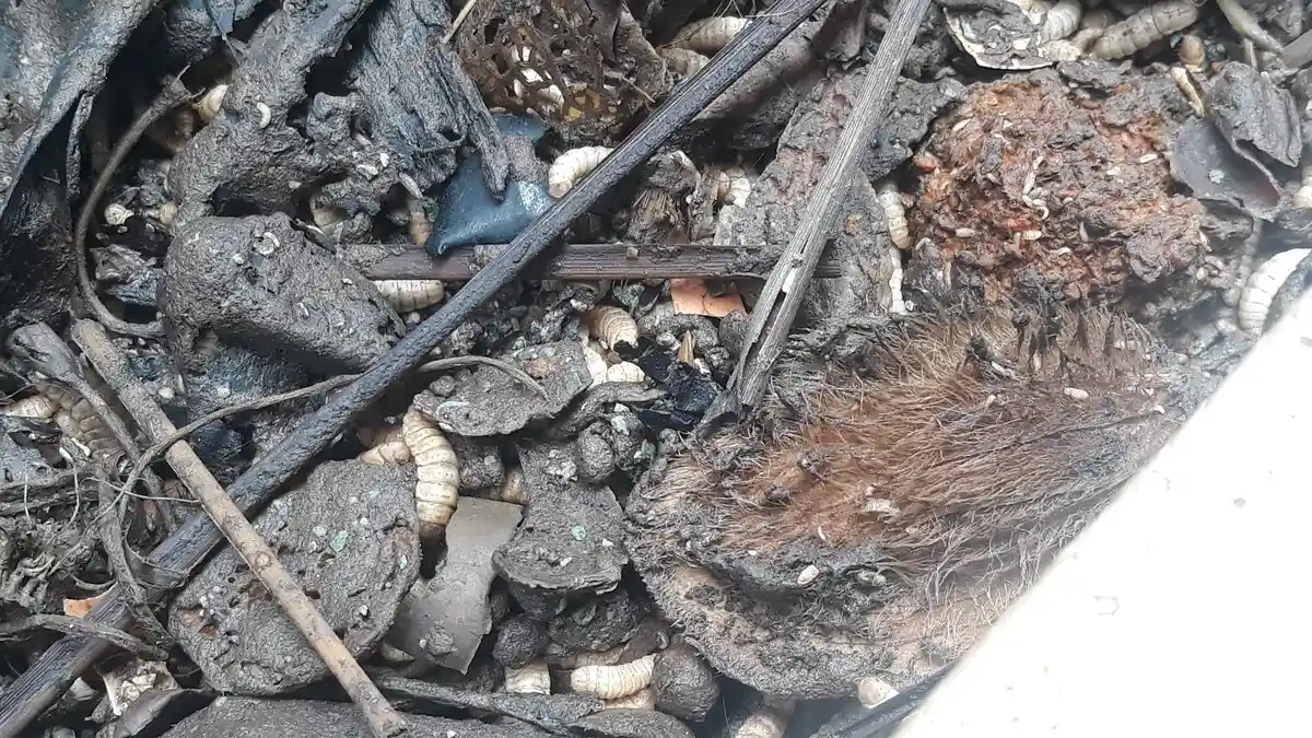 Warga memanen maggot dari sampah organik di Cipinang Melayu Jakarta Timur
